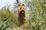 CAIRN TERRIER 123